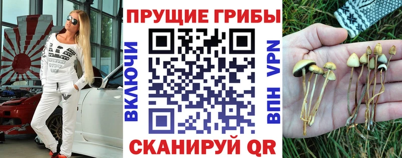 Псилоцибиновые грибы Psilocybe  где продают   блэк спрут как войти  Нижний Новгород 